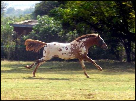 JG Legacy - Appaloosa Stallions